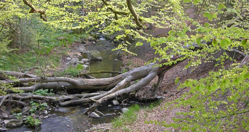 DN, Faxe natur 048.jpg